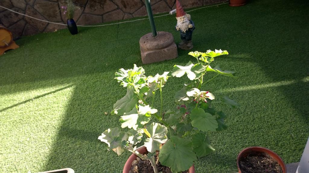 Bed & Breakfast Blumen Haus Santiago del Cile Esterno foto