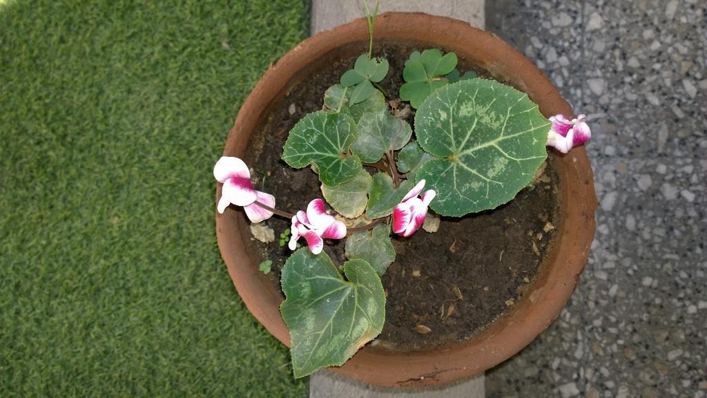 Bed & Breakfast Blumen Haus Santiago del Cile Esterno foto